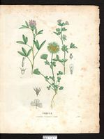 Trèfle tortueux (Trifolium flexuosum), trèfle intermédiaire (Trifolium medium). Cliquer pour agrandir l'image.