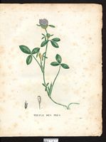 Trifolium pratense. Cliquer pour agrandir l'image.
