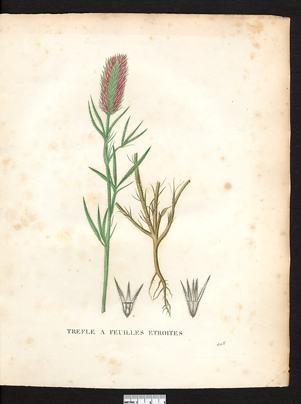 Trifolium sp