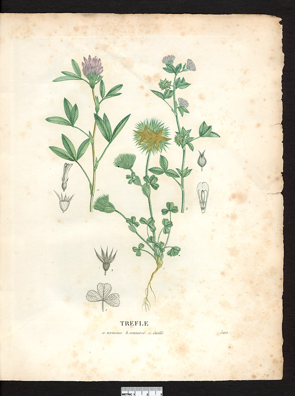 Trèfle tortueux (Trifolium flexuosum), trèfle intermédiaire (Trifolium medium)