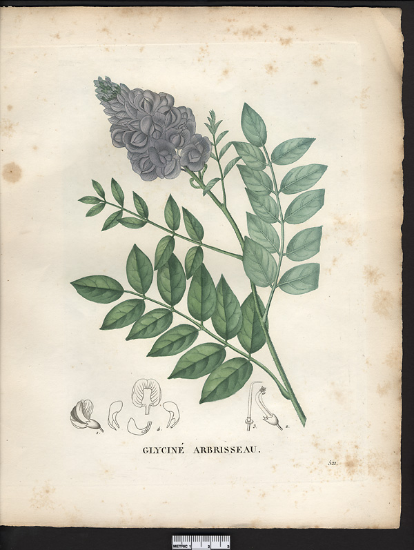 Glycine frutescens, wisteria frutescens