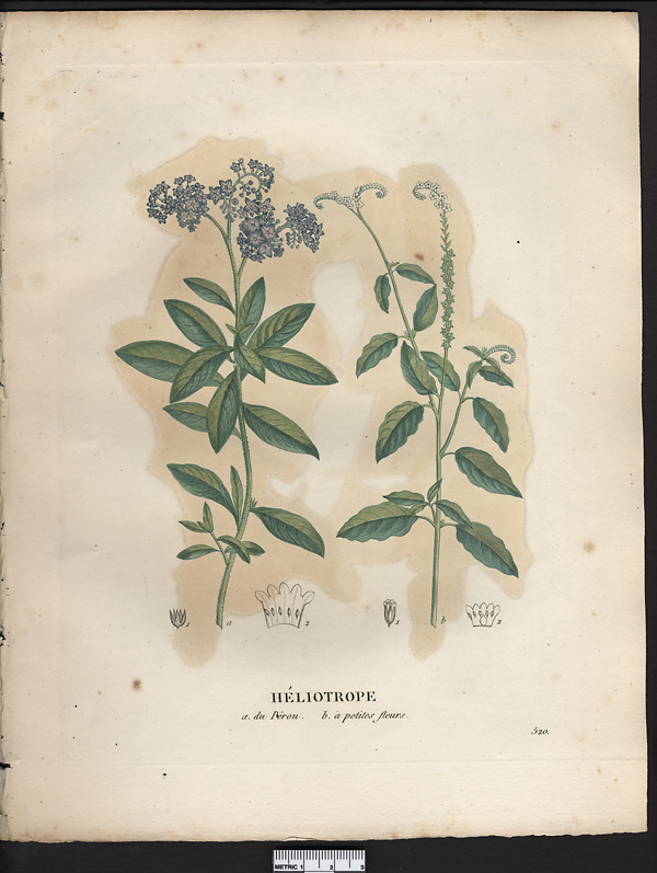 Héliotrope du Pérou (Heliotropium peruvianum), héliotrope arborescent (Heliotropium arborescens)