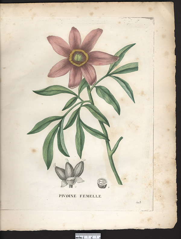 Paeonia faemina, paeonia officinalis
