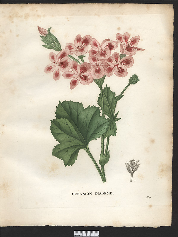 Pelargonium diadematum, geranium