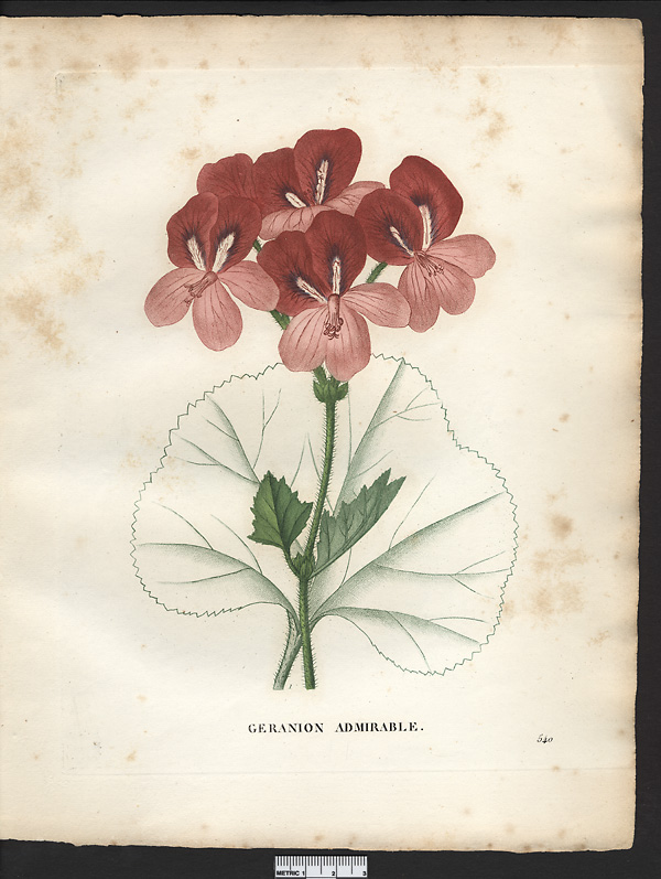 Pelargonium mirabile, geranium