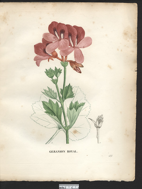 Pelargonium regium, geranium