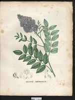 Glycine frutescens. wisteria frutescens. Cliquer pour agrandir l'image.