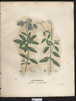 Héliotrope à petites fleurs (Heliotropium parviflorum), (Heliotropium angiospermum). Cliquer pour agrandir l'image.
