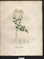 Linnaea borealis. Cliquer pour agrandir l'image.