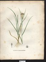 Luzula albida (Juncus pilosus), Luzula luzuloides. Cliquer pour agrandir l'image.