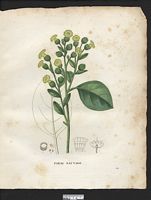 Nicotiana rustica. Cliquer pour agrandir l'image.