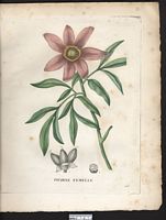 Paeonia faemina. Paeonia officinalis. Cliquer pour agrandir l'image.