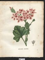 Pelargonium diadematum. Geranium. Cliquer pour agrandir l'image.