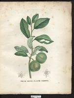 Prunus domestica. Cliquer pour agrandir l'image.