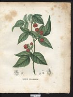 Rubus idaeus. Cliquer pour agrandir l'image.