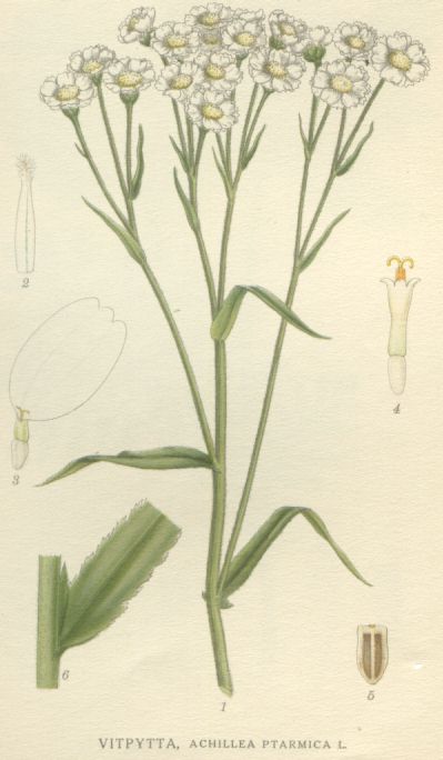 Achillea ptarmica
