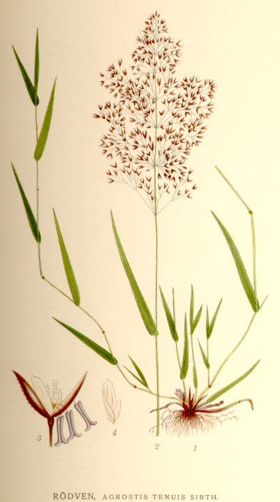 Agrostis tenuis