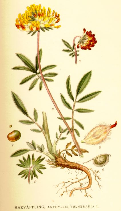 Anthyllis vulneraria