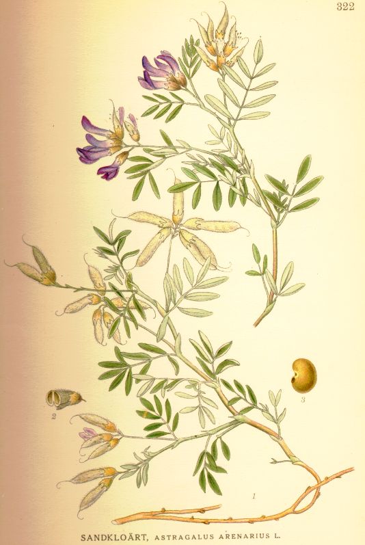 Astragalus_arenarius