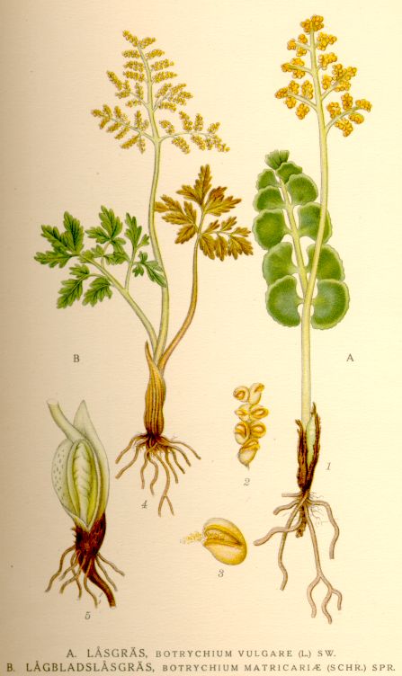 Botrychium matricariae