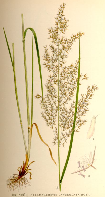 Calamagrostis lanceolata