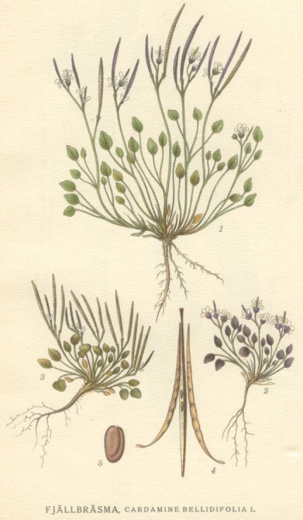 Cardamine bellidifolia