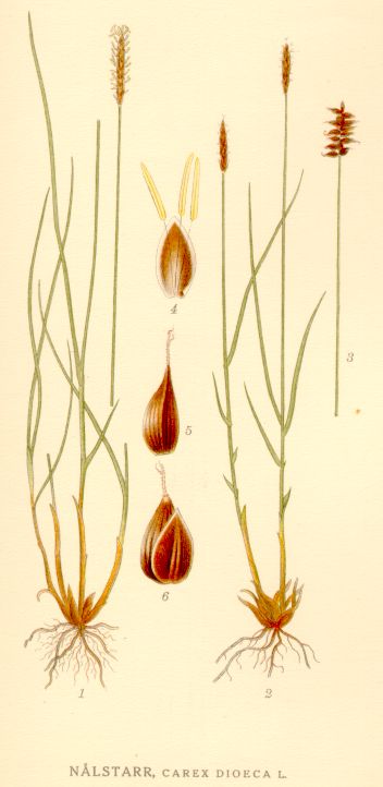 Carex dioeca