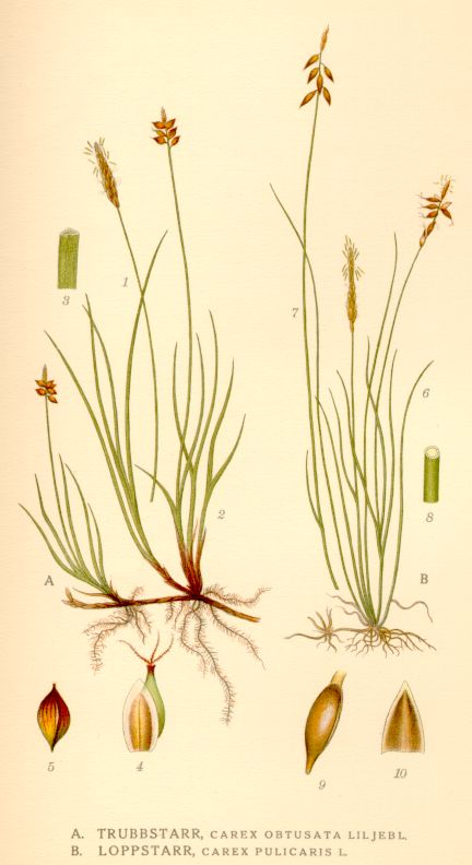 Carex pulicaris