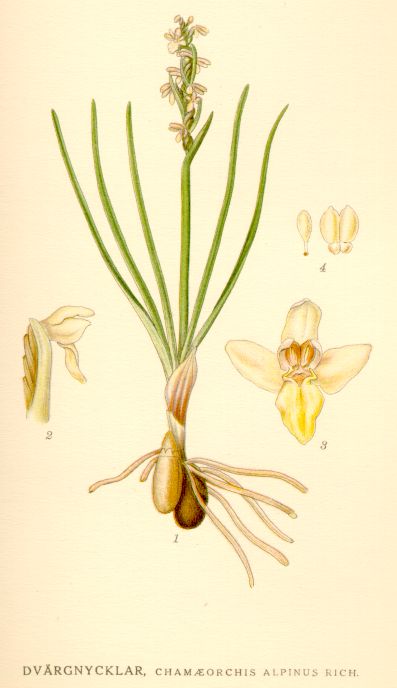 Chamaeorchis alpinus