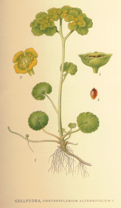 Chrysosplenium_alternifolium