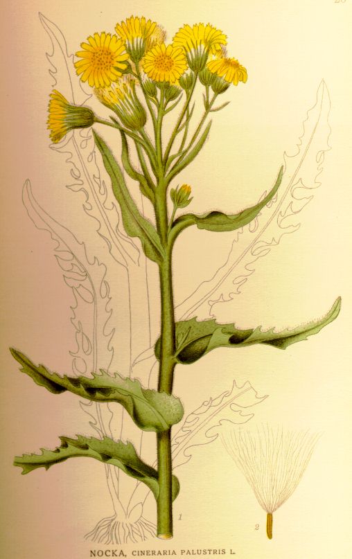 Cineraria palustris