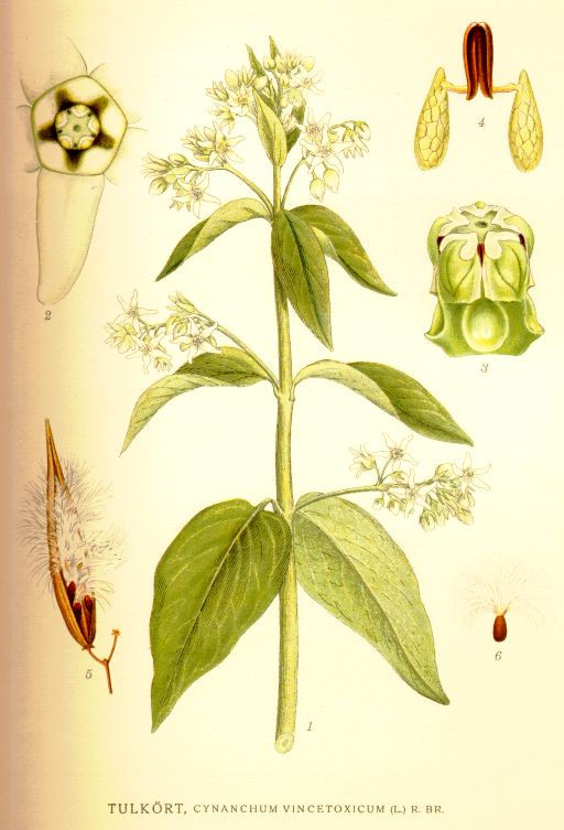 Cynanchum vincetoxicum