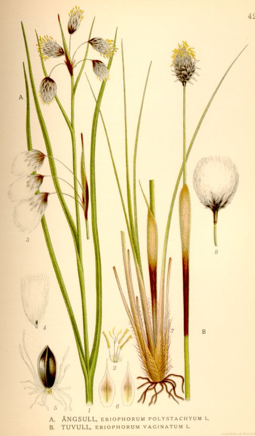 Eriophorum polystachyum