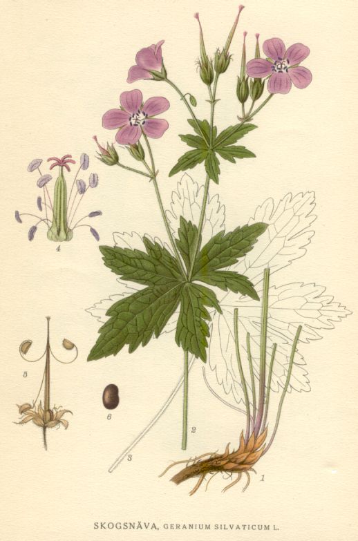 Geranium silvaticum