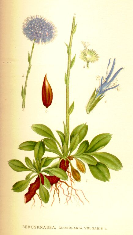 Globularia vulgaris