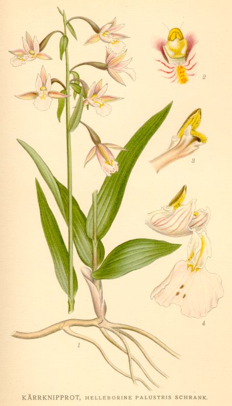 Helleborine_palustris