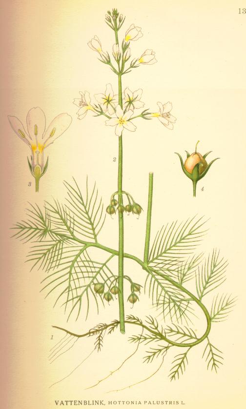 Hottonia_palustris
