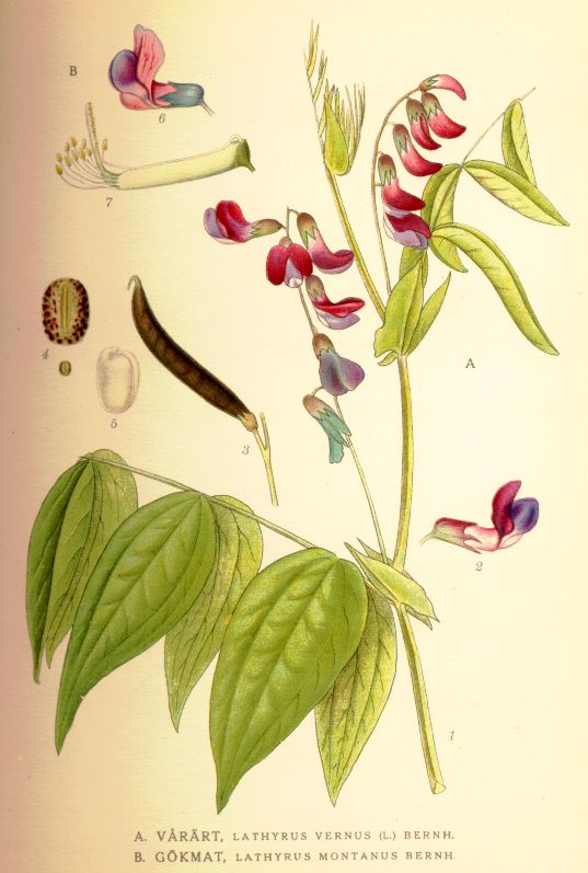 Lathyrus montanus