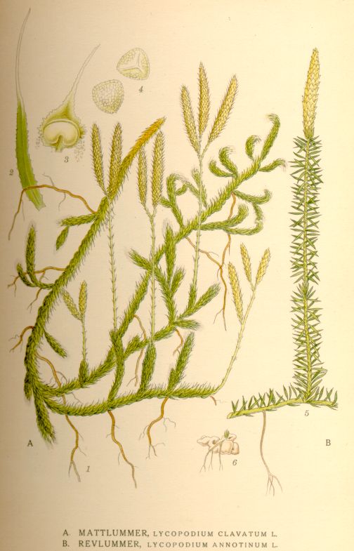 Lycopodium clavatum