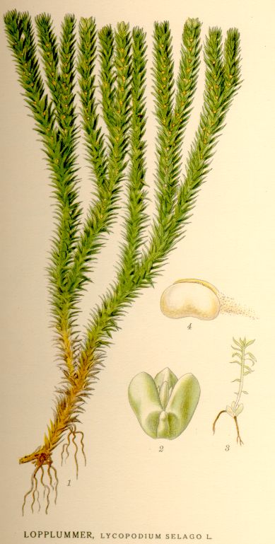 Lycopodium selago