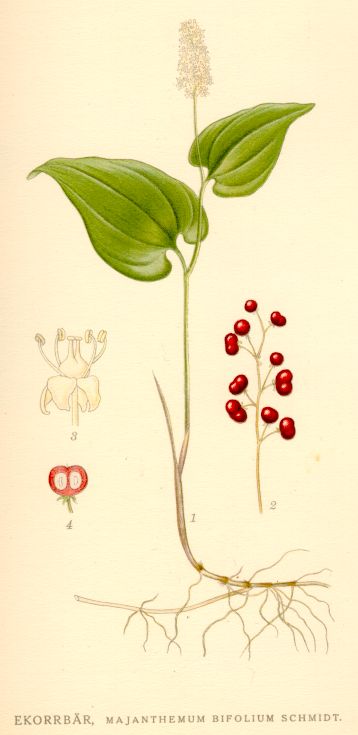 Majanthemum bifolium