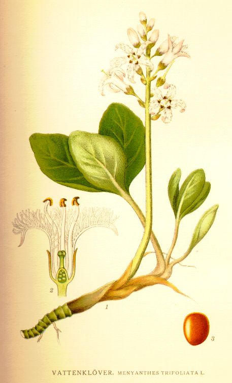 Menyanthes_trifoliata