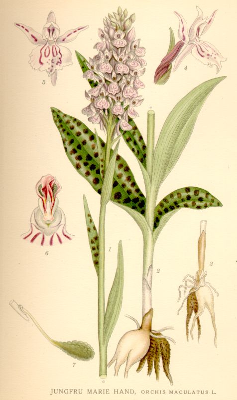 Orchis maculatus