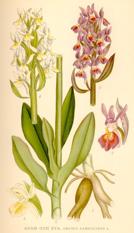 Orchis sambucinus