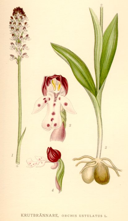 Orchis ustulatus