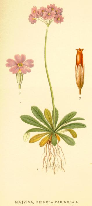 Primula farinosa