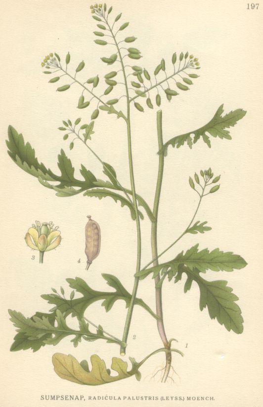 Radicula palustris