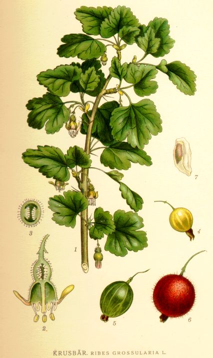 Ribes grossularia