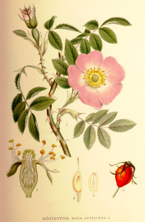Rosa afzeliana