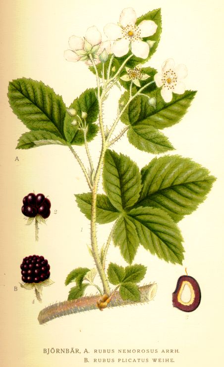 Rubus_plicatus